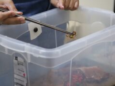 ESCORPIÕES EM TUPÃ: CUIDADO REDOBRADO DURANTE O PERÍODO CHUVOSO