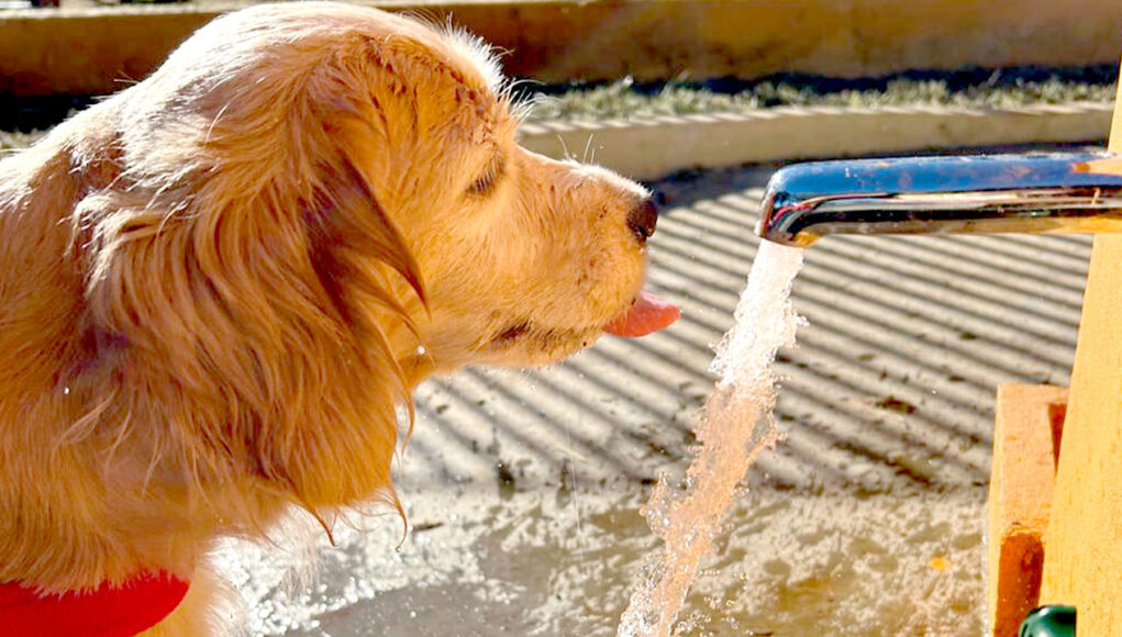 Caramelo tomando água no bebedouro pet da Praça do Fim da Linha em Tupã, verão 2026
