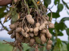 Tupã é o maior exportador de amendoim descascado do Estado de São Paulo