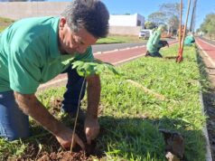 Plano Municipal de Arborização